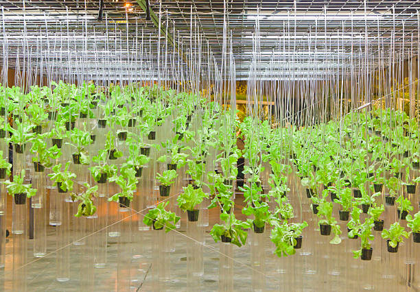 How Does Hydroponics Work