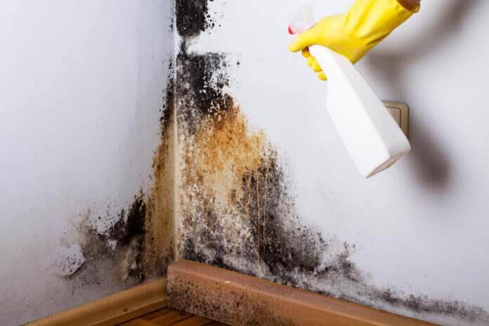 mould removal services Sydney