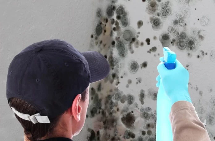 Mould fogging treatment Sydney