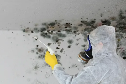 Fast Mould Removal Sydney