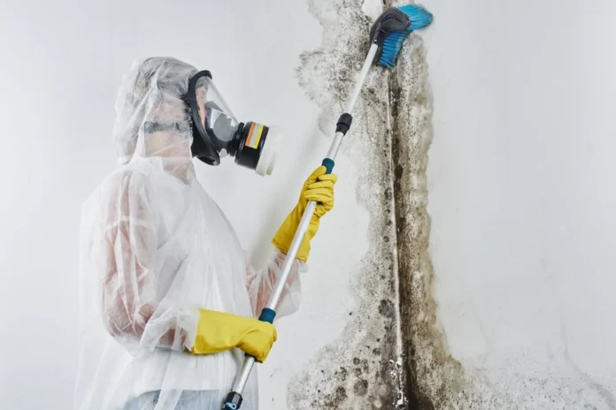 Mould Remediation Sydney